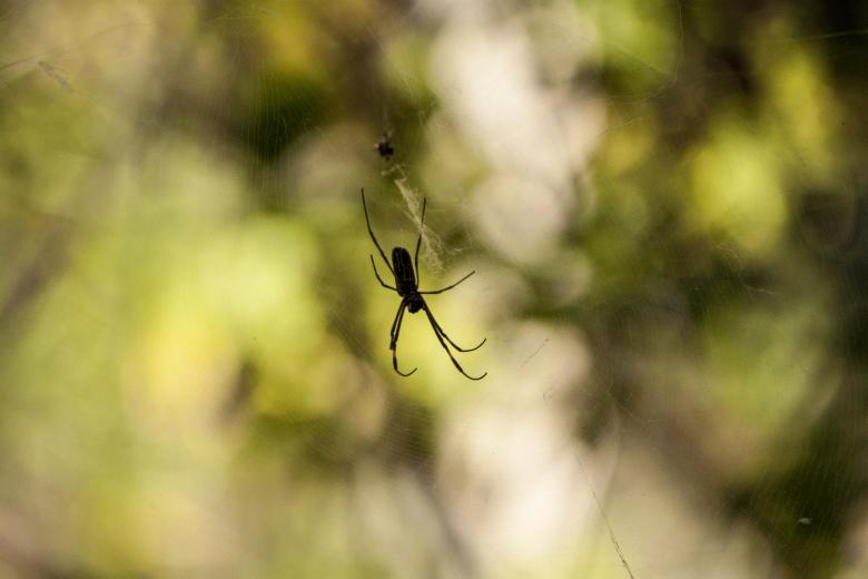 Free stock image of Spider on web created by Eduardo Soares Bogosian