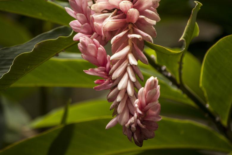 Free stock image of Pink Petals created by Eduardo Soares Bogosian