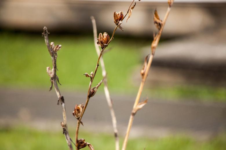 Free stock image of Dried out Branch with Seeds created by Eduardo Soares Bogosian