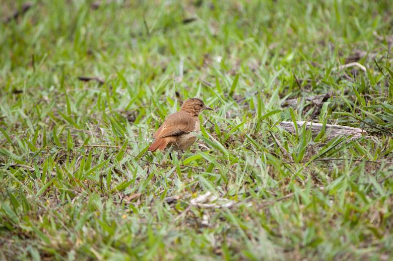 Free stock image of Bird Looks Right created by Eduardo Soares Bogosian