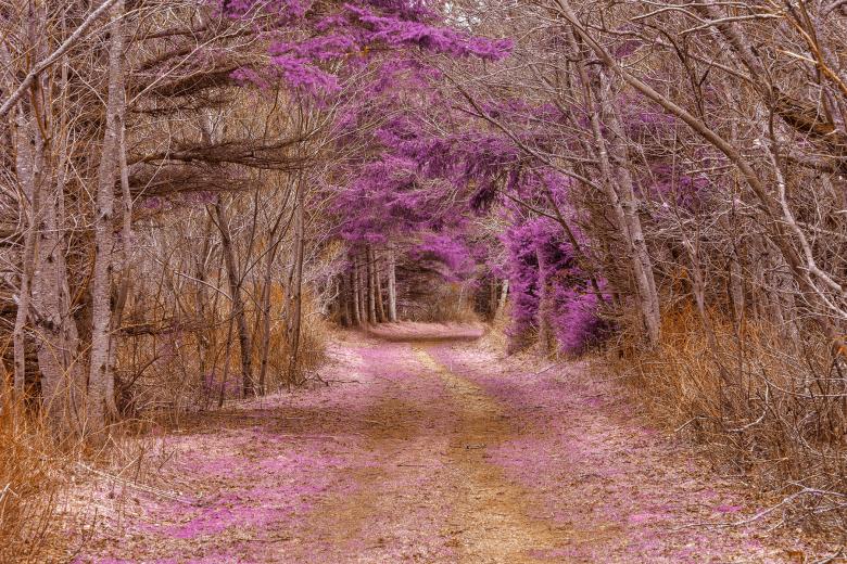 Free stock image of Cavendish Forest Trail - Purple Nostalgia HDR created by Nicolas Raymond