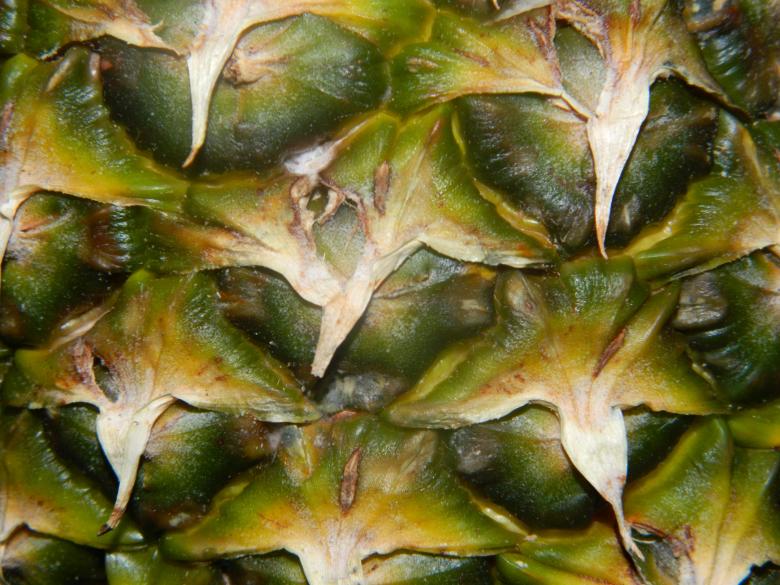 Free stock image of Pineapple Close Up Shot created by Hulya Yılmaz