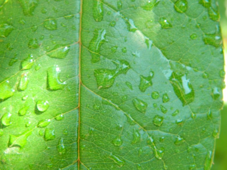 Free stock image of Water drops on leaf created by Hulya Yılmaz