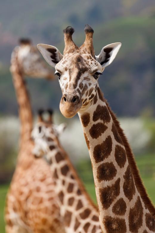 Free stock image of African Giraffe created by Pixabay