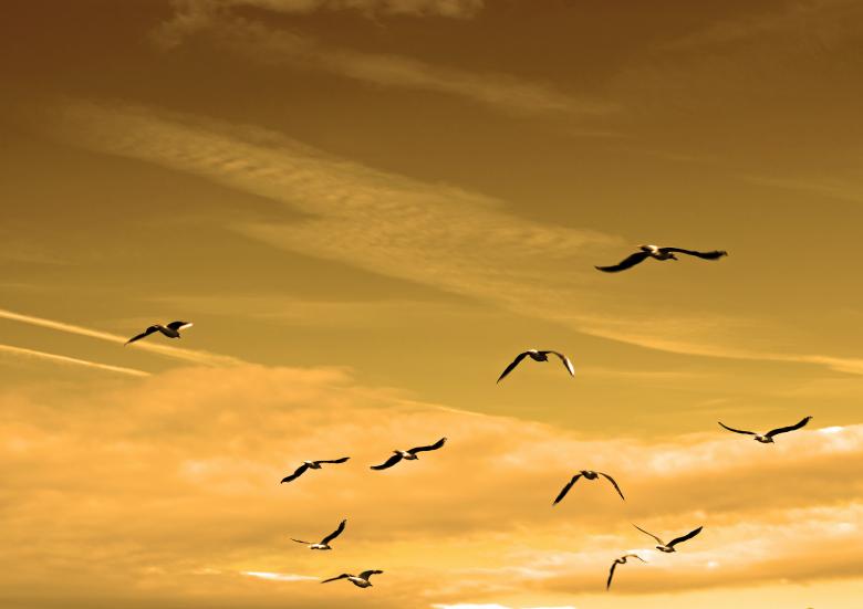 Free stock image of Birds Flying created by Pixabay
