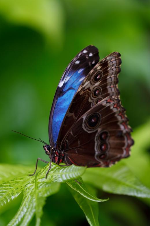 Free stock image of Butterfly Closeup created by Pixabay