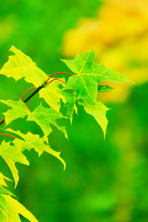 Free stock image of Autumn Leaves created by Pixabay