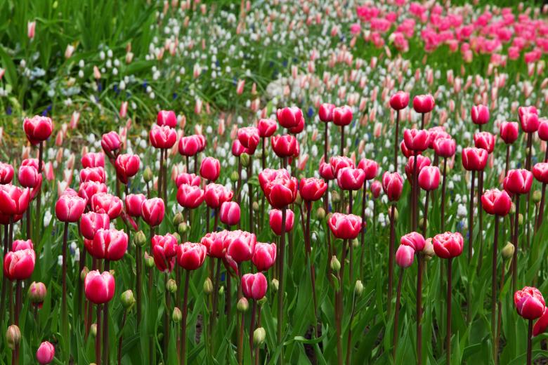 Free stock image of Pink Flowers created by Pixabay