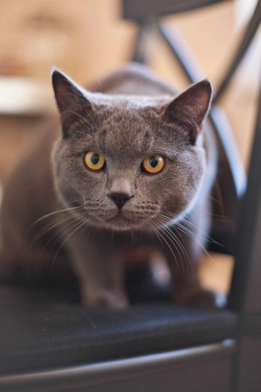 Free stock image of Wild Cat created by Pixabay