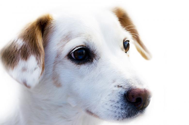 Free stock image of Wild Dog created by Pixabay