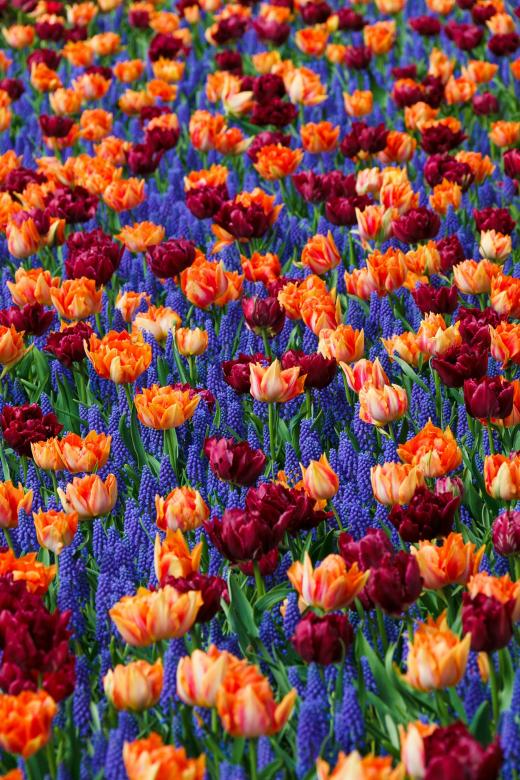 Free stock image of Flowers in the Garden created by Pixabay