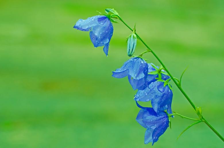 Free stock image of Blue Flowers created by Pixabay