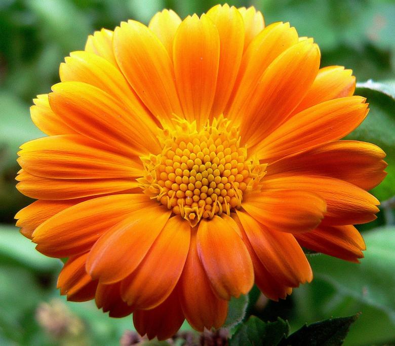 Free stock image of Gerbera Closeup created by Pixabay