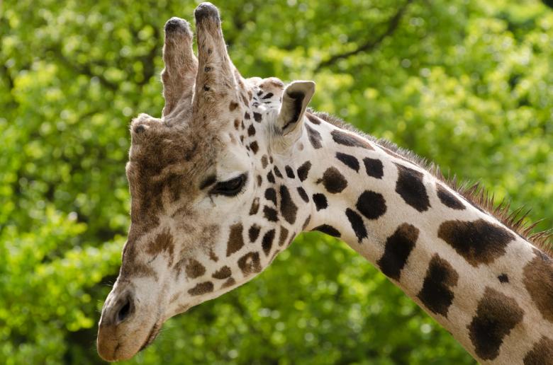 Free stock image of Wild Giraffe created by Pixabay