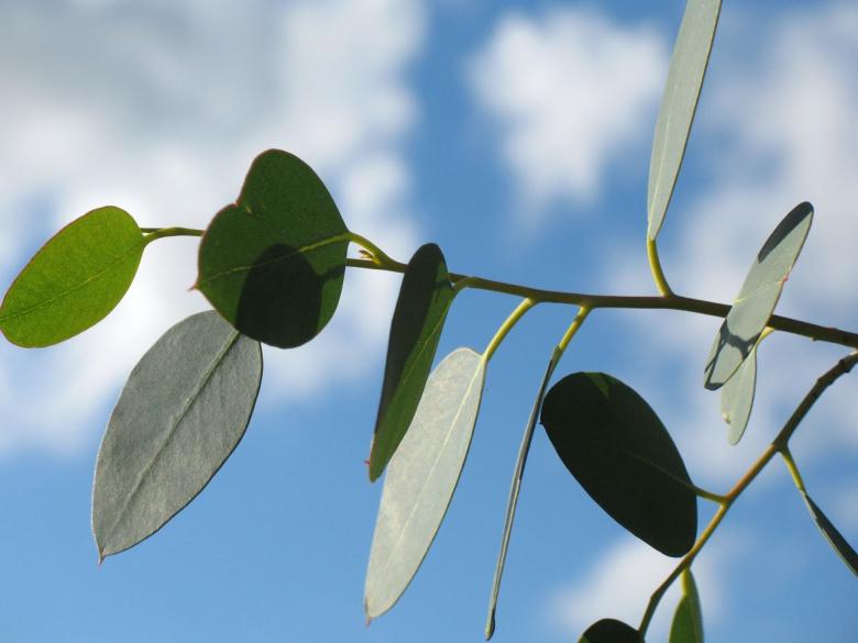 Free stock image of Leaves Closeup created by Pixabay