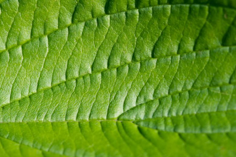 Free stock image of Leaf Texture created by Pixabay