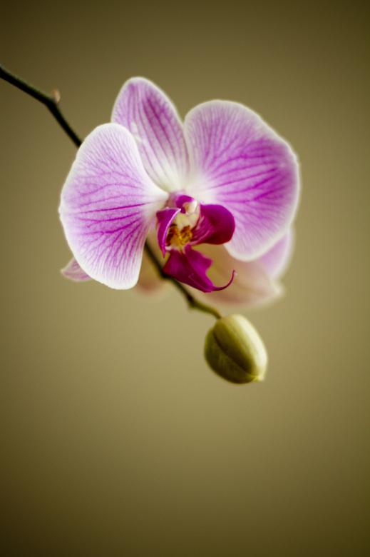 Free stock image of Wild Orchid created by Pixabay