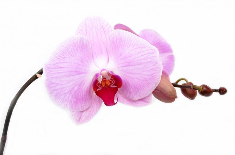 Free stock image of Wild Orchid created by Pixabay