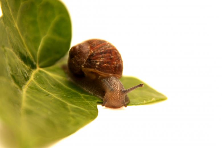 Free stock image of Snail on a Leaf created by Pixabay