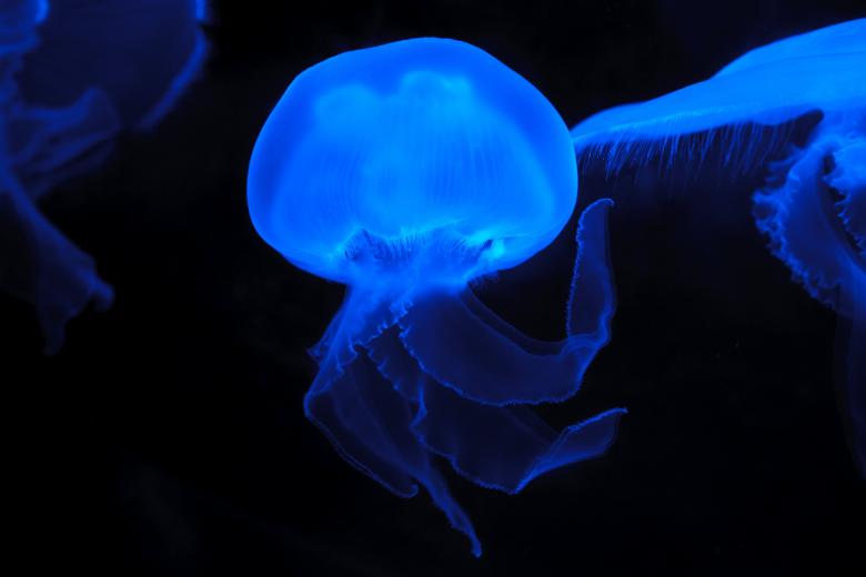 Free stock image of Jelly Fish created by Pixabay