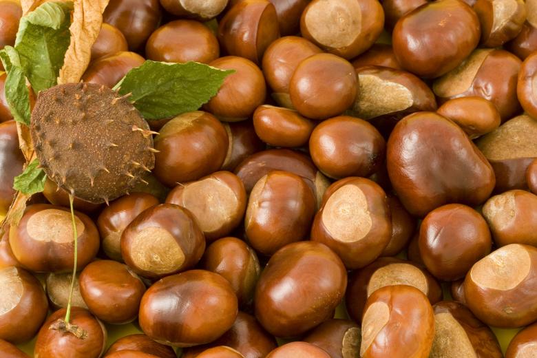 Free stock image of Conkers created by Pixabay