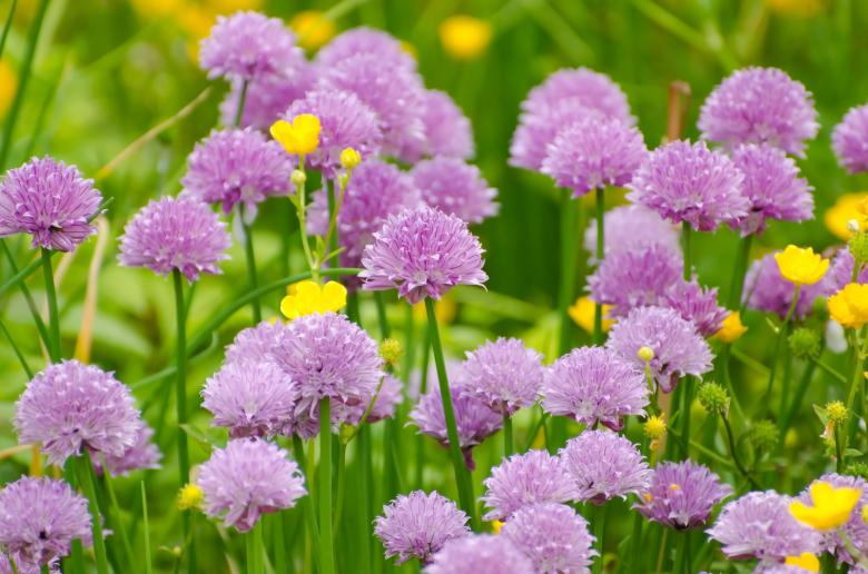 Free stock image of Wild Flowers created by Pixabay