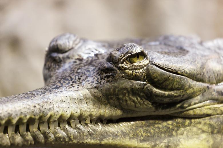 Free stock image of Wild Alligator created by Pixabay