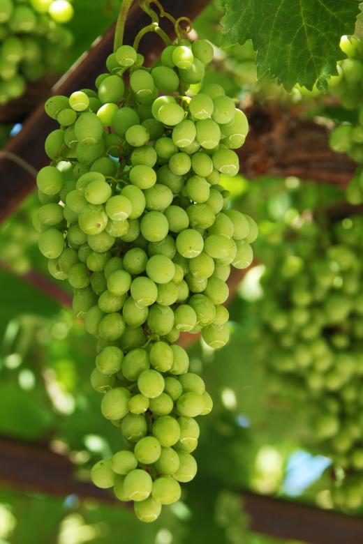 Free stock image of Green Grapes created by Pixabay