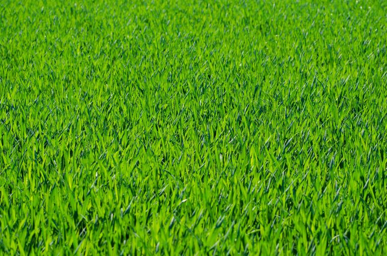 Free stock image of Fresh Grass created by Pixabay