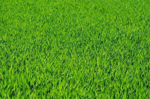 Free Stock Photo of Fresh Grass