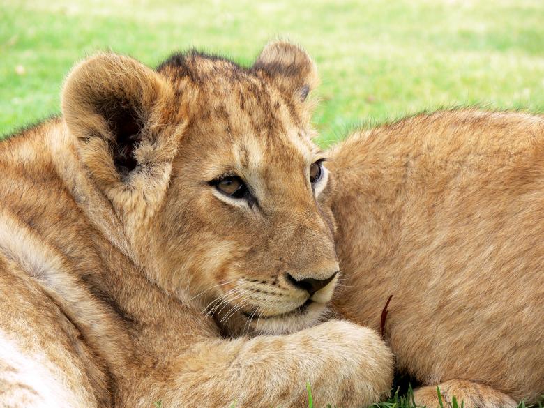 Free stock image of African Lion created by Pixabay