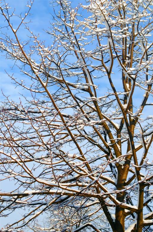 Free stock image of Tree in Winter created by Pixabay