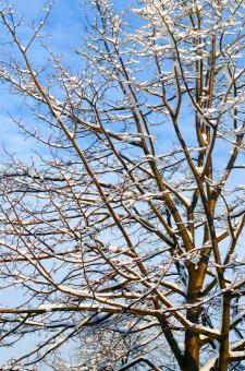 Free Stock Photo of Tree in Winter