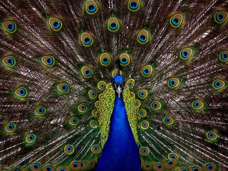 Free stock image of Colors of Nature created by Pixabay