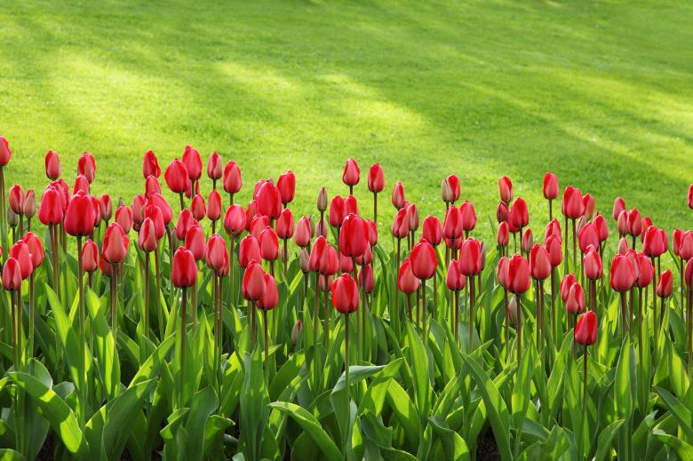Free stock image of Tulip Garden created by Pixabay