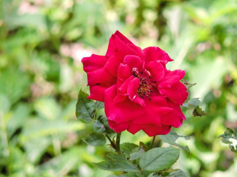Free stock image of Red Rose Outside created by surajit mondal