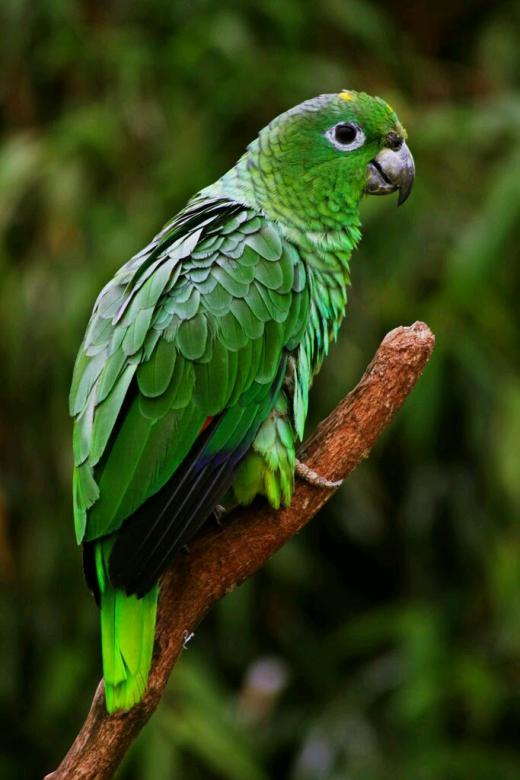 Free stock image of Green Parrot created by surajit mondal