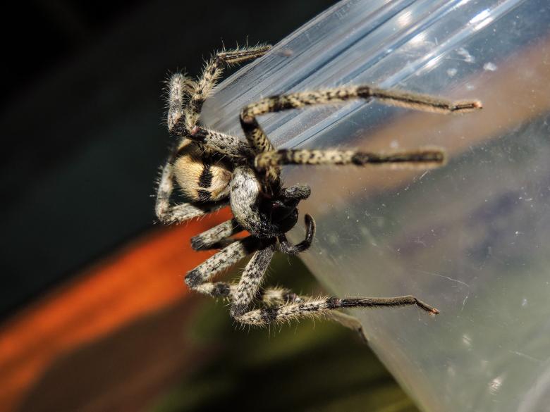 Free stock image of Jumping Spider created by surajit mondal