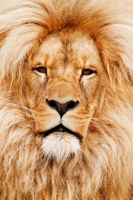 Free stock image of Wild African Lion created by Pixabay
