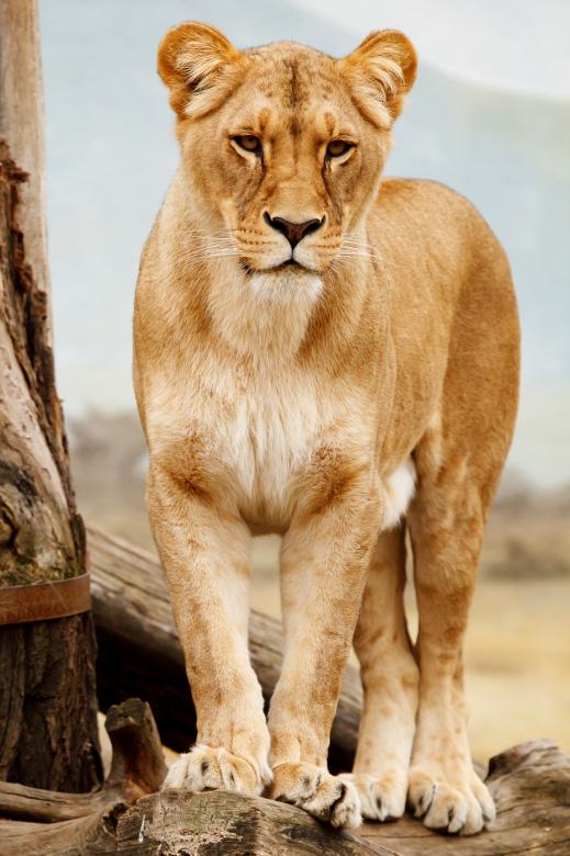 Free stock image of African Cat created by Pixabay