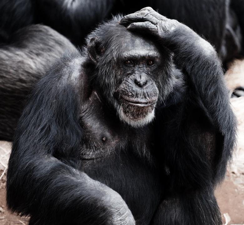 Free stock image of Wild Chimp created by Pixabay