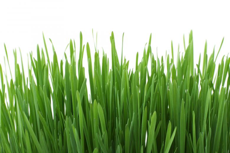 Free stock image of Grass Closeup created by Pixabay