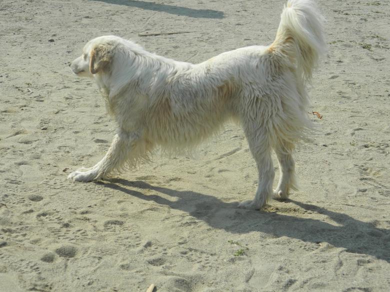 Free stock image of White Dog On The Beach created by Hulya Yılmaz