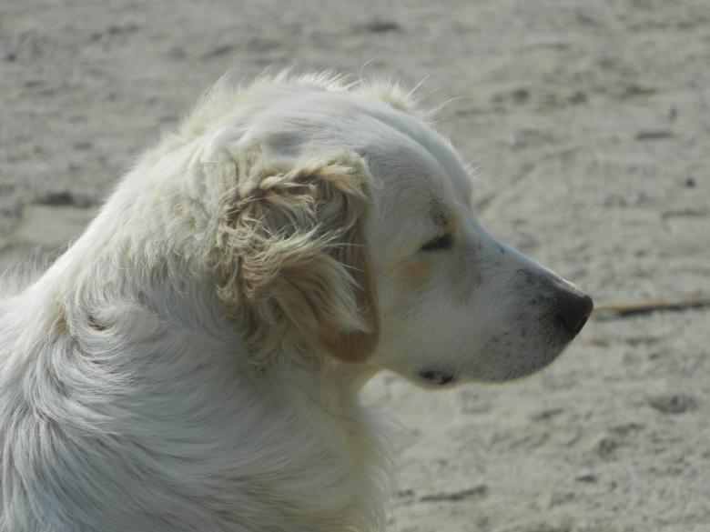 Free stock image of White Dog Portrait created by Hulya Yılmaz