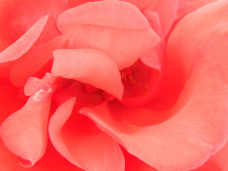 Free stock image of Red Rose Close Up created by Hulya Yılmaz