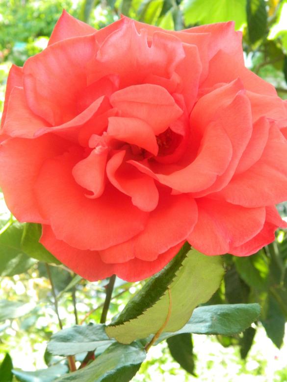 Free stock image of Red Rose created by Hulya Yılmaz