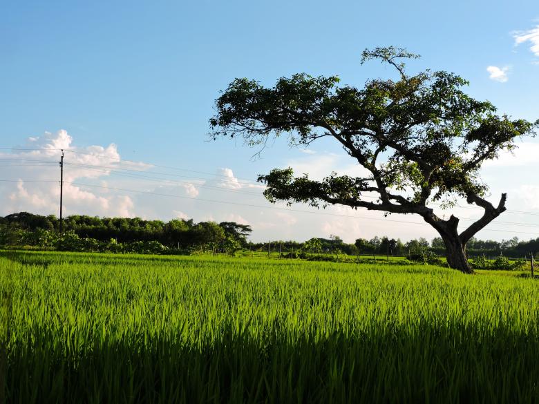 Free stock image of Tree in a Green Field created by surajit mondal