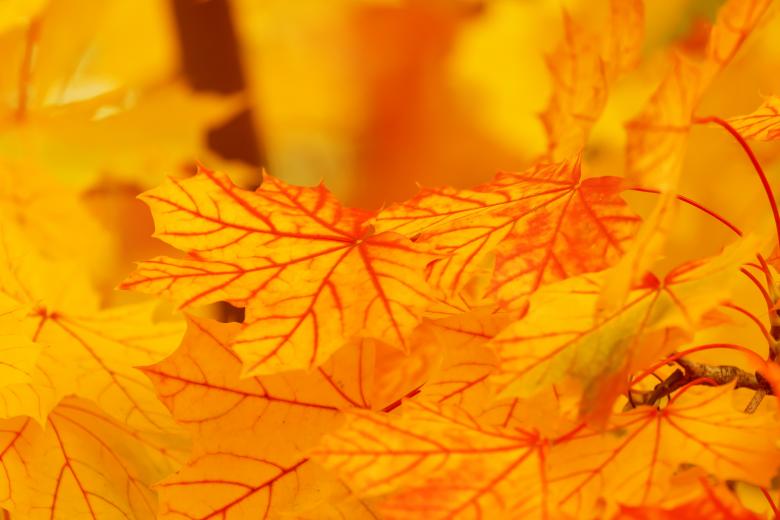 Free stock image of Autumn Leaves created by Pixabay