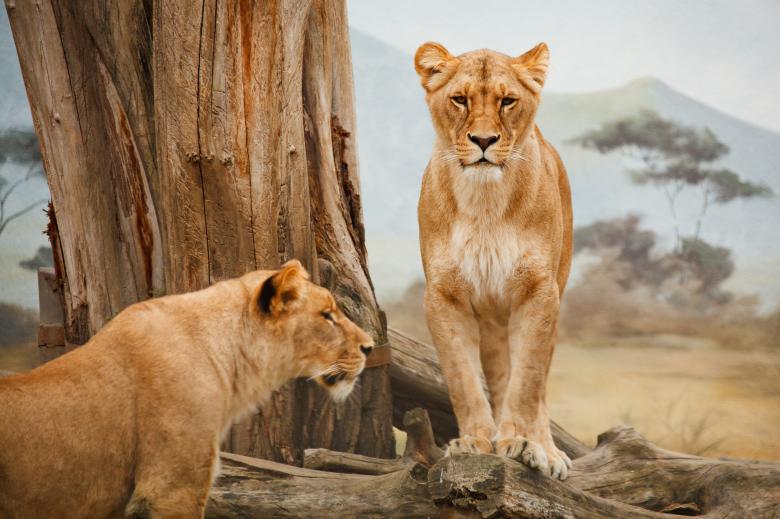 Free stock image of African Lionesses created by Pixabay