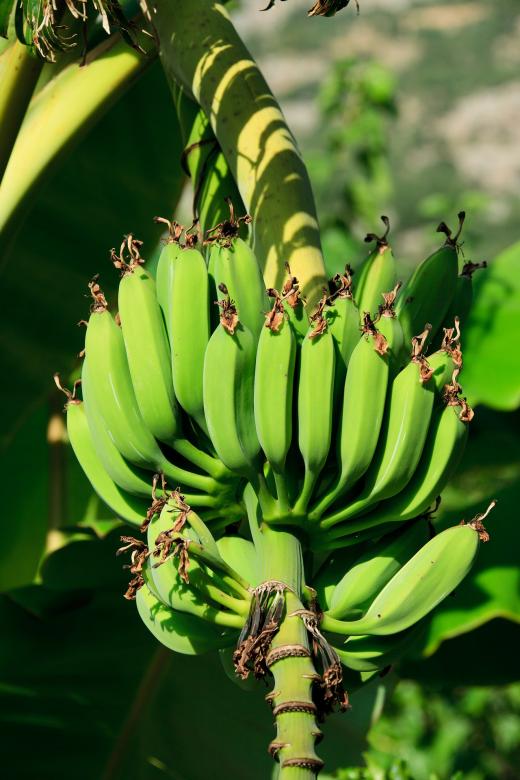 Free stock image of Green Bananas created by Pixabay